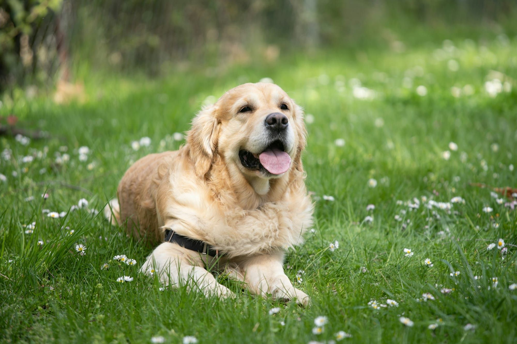A happy golden retriever lying in a sunny meadow