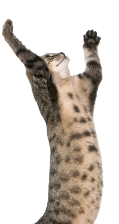 Earn While You Help Others Discover Petso!