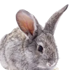 Access & Sponsorships