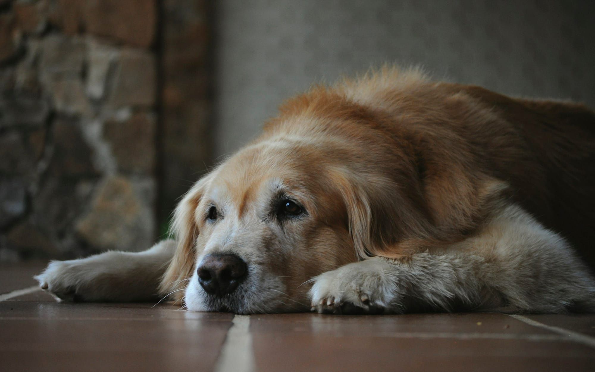 An older golden retriever resting at home