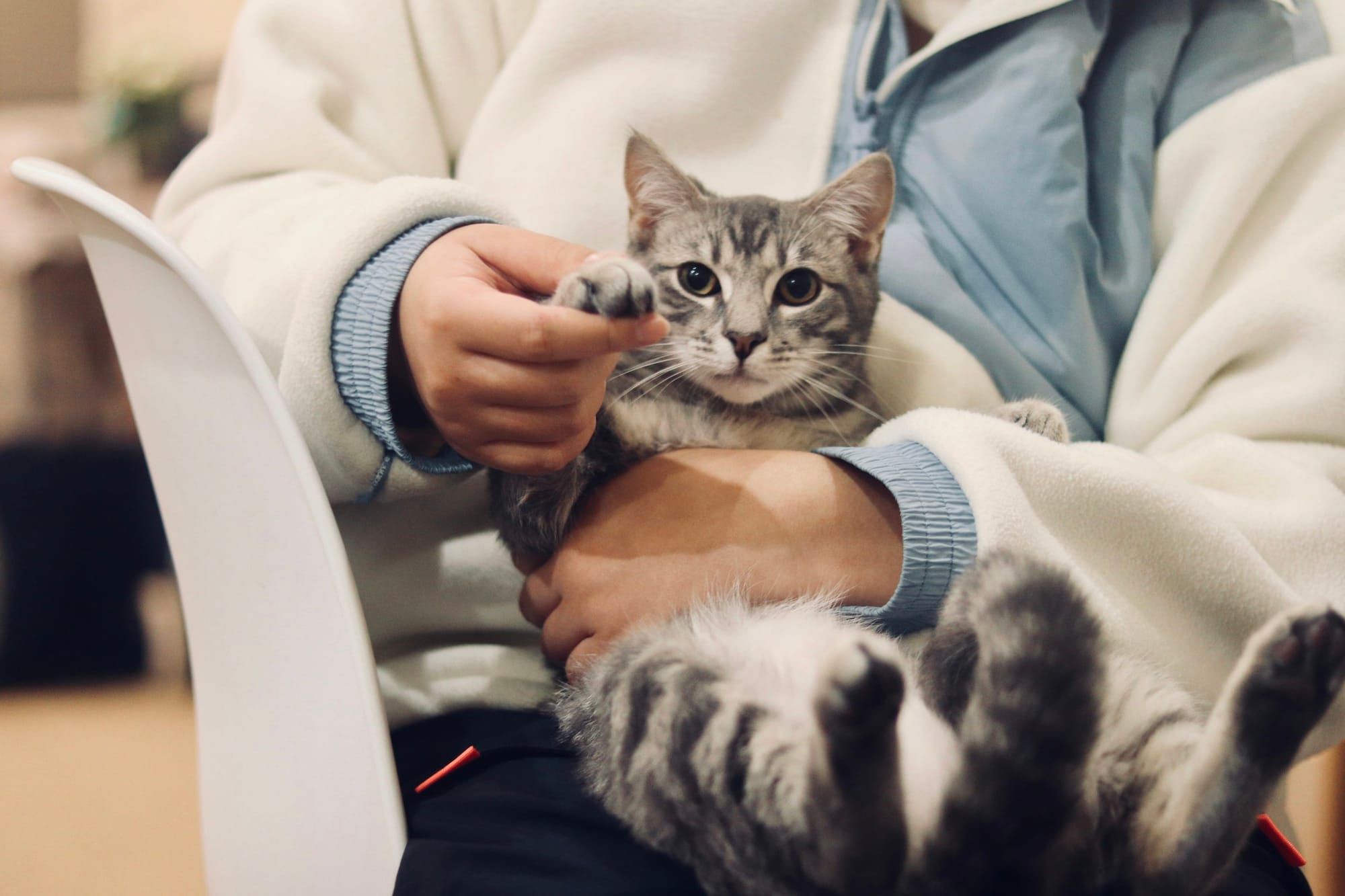 A tabby cat held safely in its owner's arms
