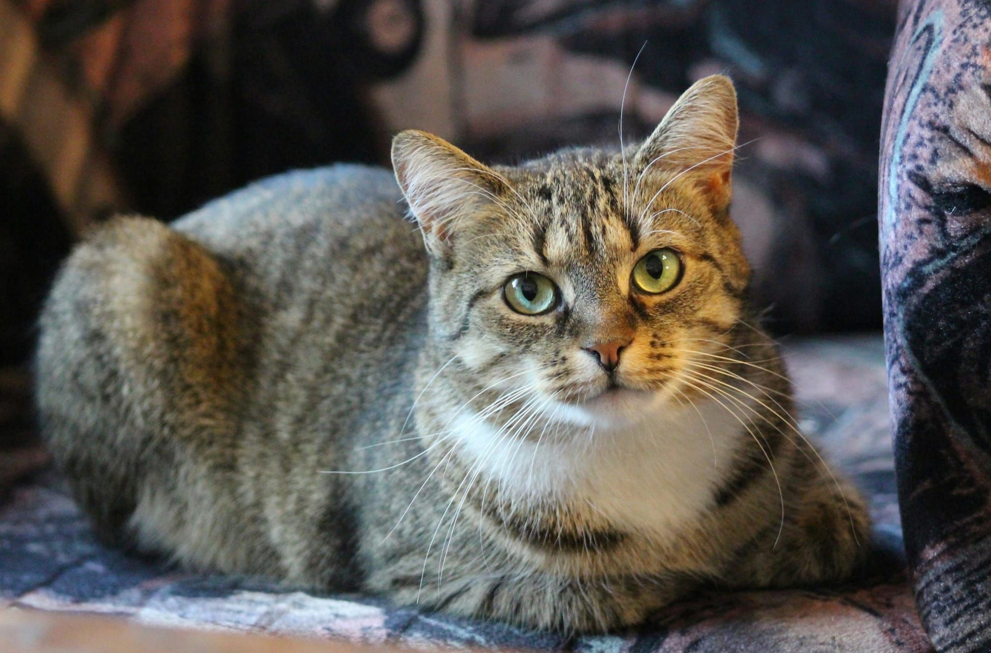 A tabby cat relaxing on a sofa at home