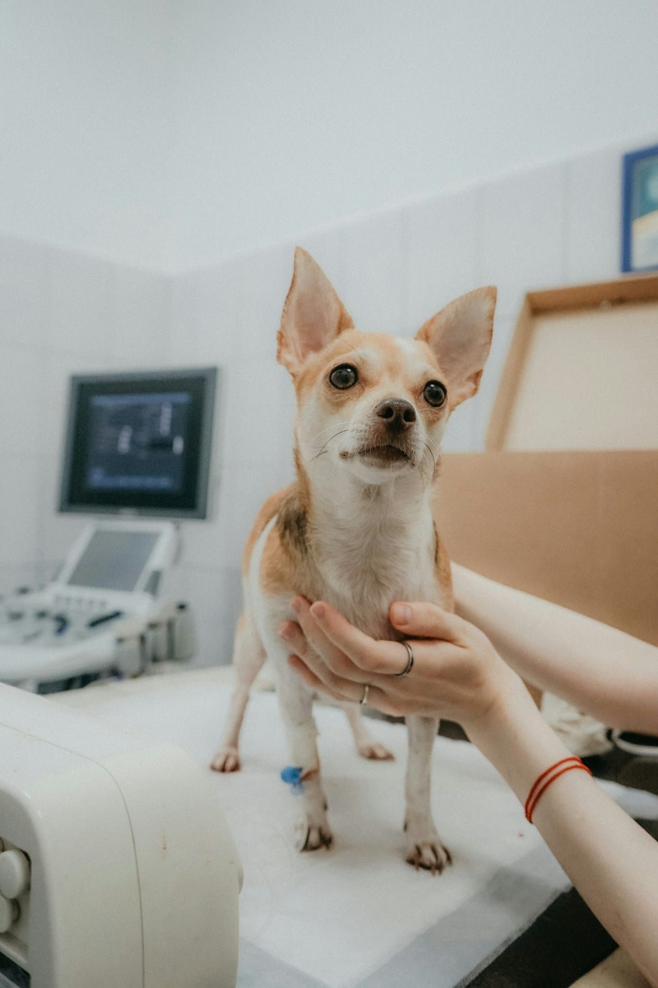 A small dog at a calm check-up at the vet