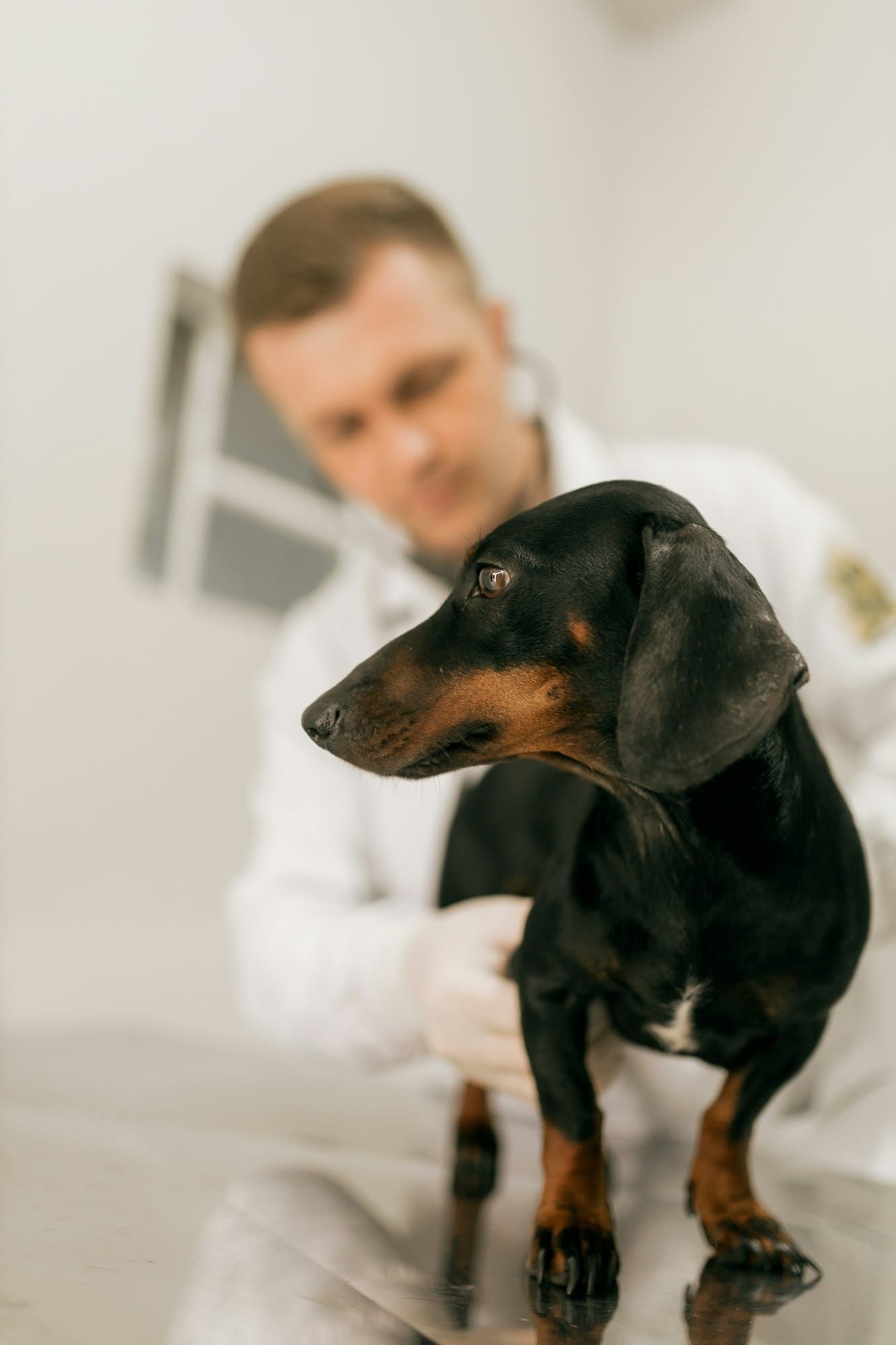 A vet examining a dachshund at the clinic